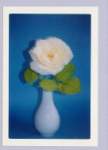 stilllife2.jpg